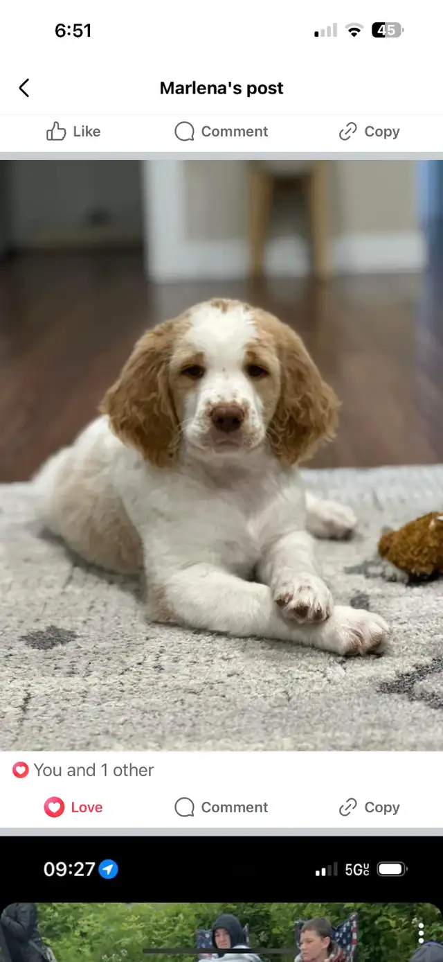 Spangold Retriever -Golden Retriever X English Springer Spaniel in Dogs & Puppies for Rehoming in Vernon - Image 10