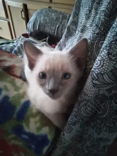 beautiful siamese kittens, View more