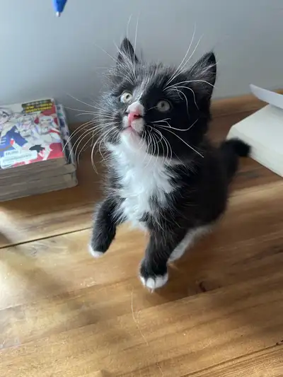 petit chat (2mois ) à vendre , View more