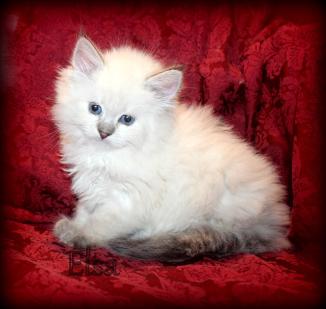 Beautiful 100% Pure Siberian Kittens in Cats & Kittens for Rehoming in Winnipeg