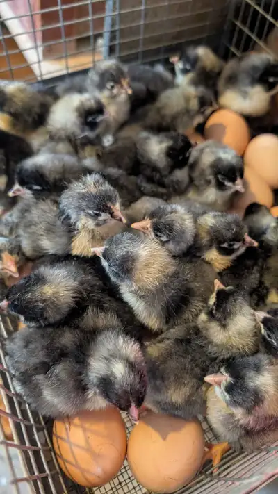 Fertilized barred rock eggs - fertilized Columbian rock eggs available - fertilized Rhode Island red...
