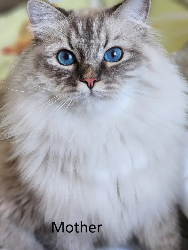 Neva Masquerade Kittens (Siberian) | 2 Available