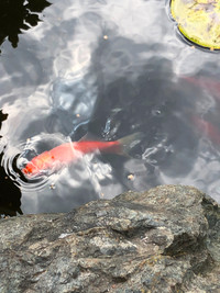 Pond - 50 Large Goldfish