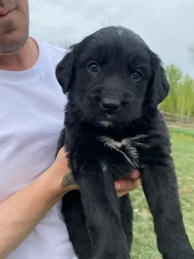 Golden Mountain Dog Puppies - ready to go June 6th, View more
