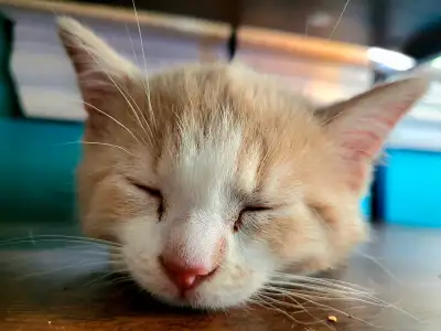 Hello!! I am a 30 year old single mom of a beautiful 3 year old girl!! We have 2 female kittens! I a...