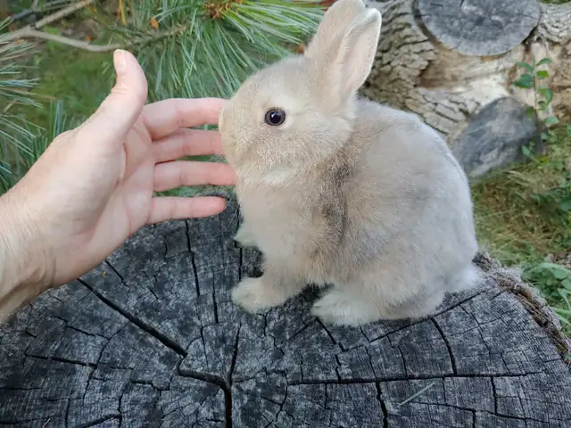 EXTRAORDINARY NETHERLAND DWARF, LIONHEAD, HOLLAND LOO BABY BUNNY in Small Animals for Rehoming in Mississauga / Peel Region - Image 8