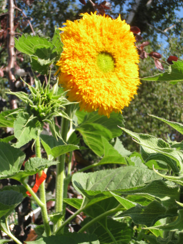 Sungold Giant Sunflower seeds - 25 seeds for $4 in Plants, Fertilizer & Soil in Hamilton - Image 2