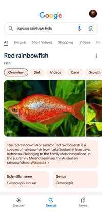 Rainbow fish - for sale- Cambridge 