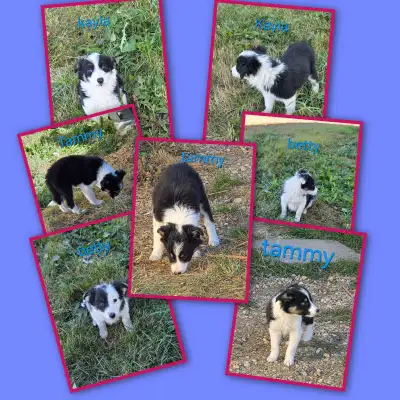 143 ads for collie in Dogs & Puppies for Rehoming in Canada