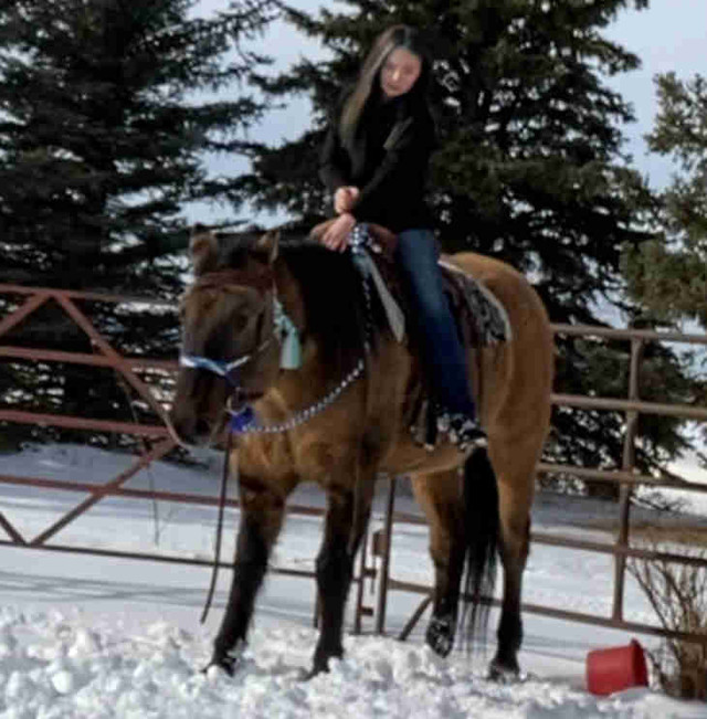 Training  in Horses & Ponies for Rehoming in Edmonton