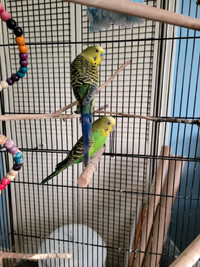 Budgies for rehoming