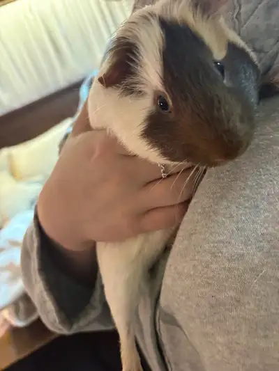 GUINNEA PIGS! FREE TO A GOOD HOME, View more