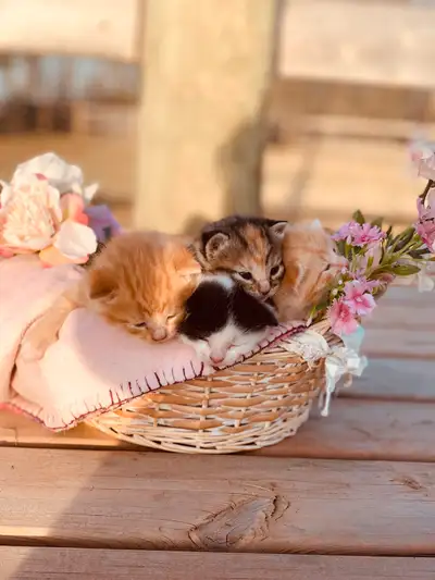 Adorable spring kittens for sale! Born April 9 they will be ready to go around the first week of Jun...
