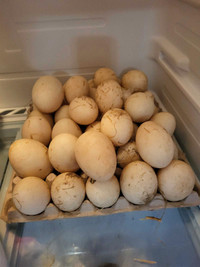 Duck eggs for consumption 