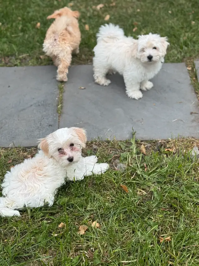 ready for rehoming puppies 2months old in Dogs & Puppies for Rehoming in Edmonton - Image 7