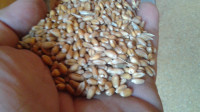 winter wheat feed