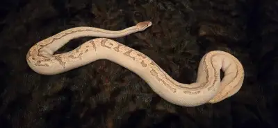 Ball Pythons (Price Dropped), View more