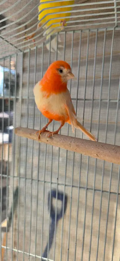 Female canary for sale, View more