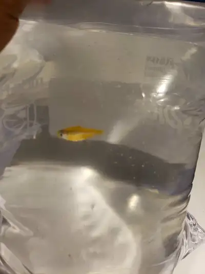 Free tropical fish to a good home, View more