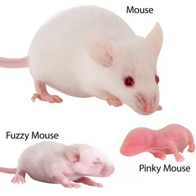 Live mice, View more
