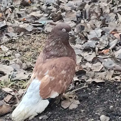 male pigeon, View more