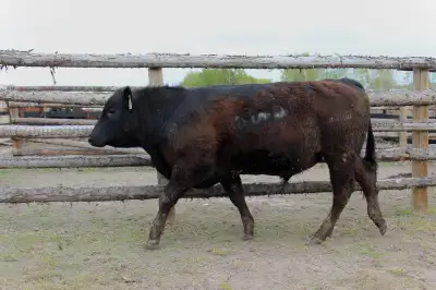 Black Angus Bull, View more