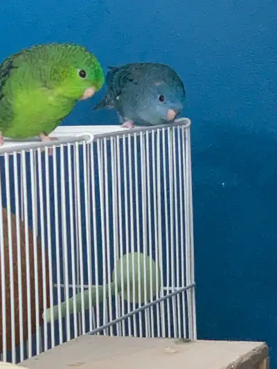 Pair of Linnie’s, View more