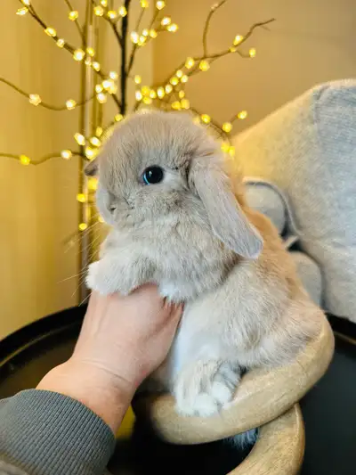 Bebe lapins mâles ( bélier hollandais ) ❤️, View more
