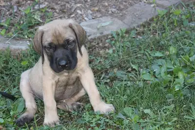 Mastiff puppies rehoming, View more