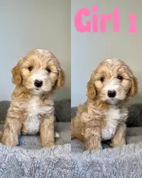 F1B Miniature Goldendoodle Puppies. Ready now!