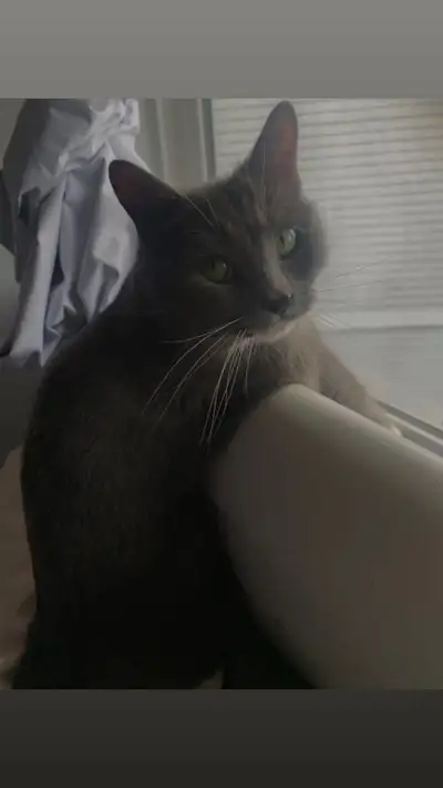 Cat in need of a new home, View more