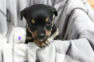 Rottweiler mix puppies, View more