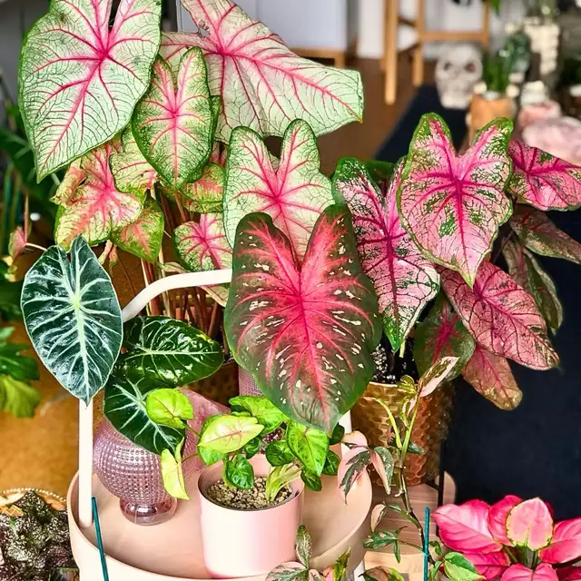 Bag of 10-12 caladium62864746044418124
