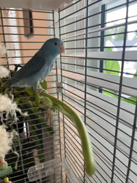 Blue Female Parrotlet