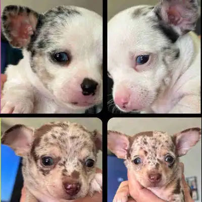 chihuahua puppies READY SOON !!, View more