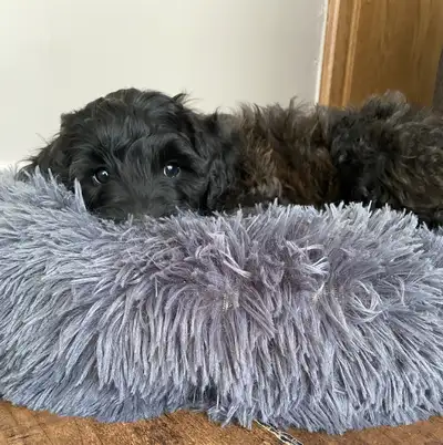 Snuggly Schnoodle!, View more