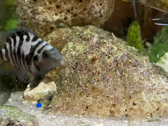 CONVICT CICHLIDS FRY - Pickering  in Fish for Rehoming in City of Toronto - Image 11
