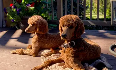 Red Standard Poodle Puppy – 1 Boy – Ready Dec 1, View more