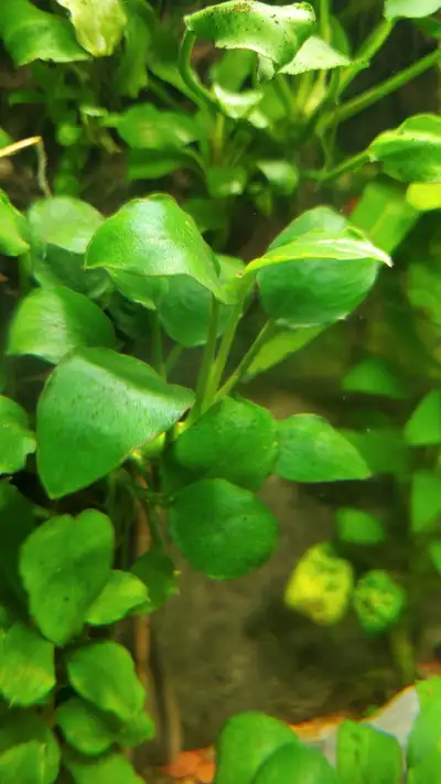 Anubias Nana , View more