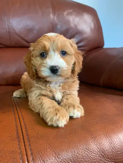 Miniature Cockapoo Puppies!, View more