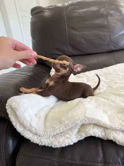 Nous avons un magnifique petit mâle miniature disponible ! Sa taille adulte prévue est très petite,...