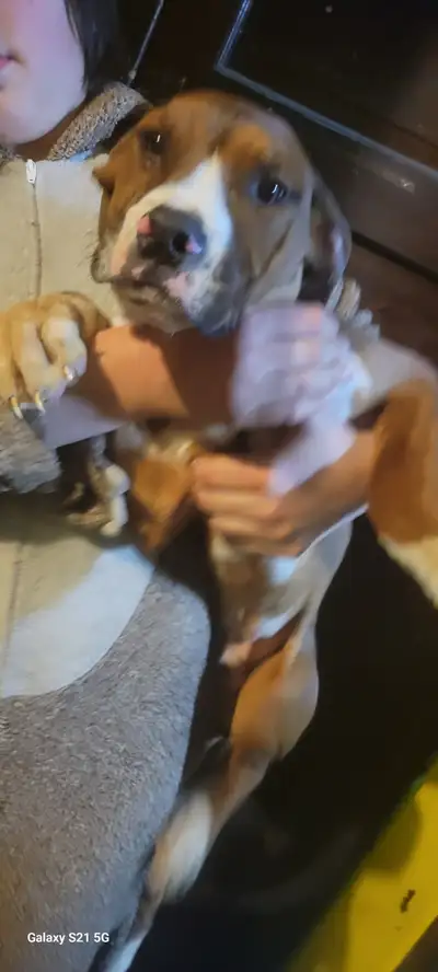 Pups in need of new home., View more