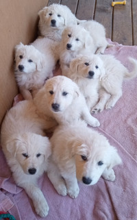 Great Pyrenees Puppies looking for work.