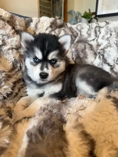 Pomsky puppies ready for deposit!!, View more