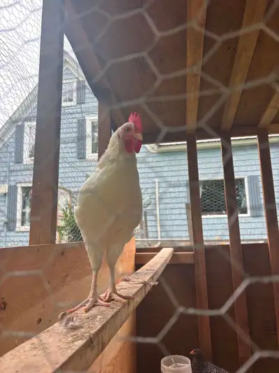 free white leghorn rooster, View more
