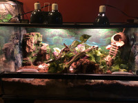 Hermit Crabs for Rehoming w/ 40 Gallon Tank and Much More! 