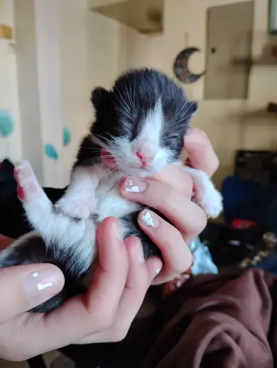 3 baby black n white kittens, View more