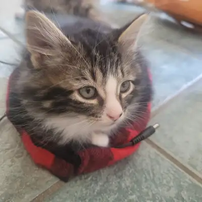 Kitten looking for a loving home, View more
