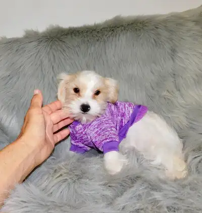 Tiny toy morkie puppy (647-332-8024), View more