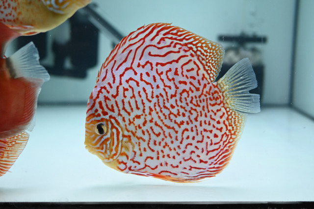 Beautiful discus fish at Fins8 - Shipping Canada wide in Fish for Rehoming in Regina - Image 3